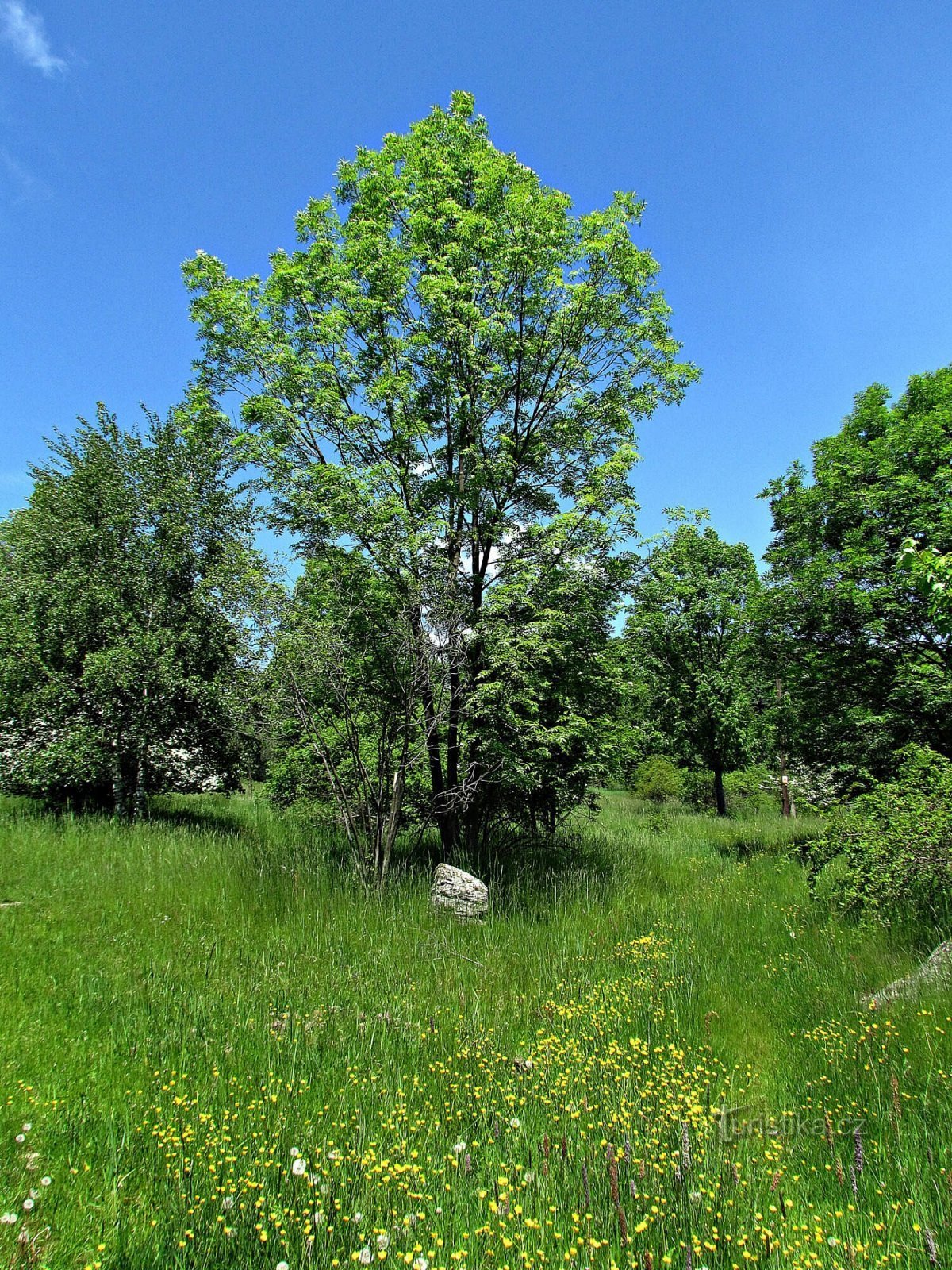 O pomniku przyrody Synalovská Kopaniny