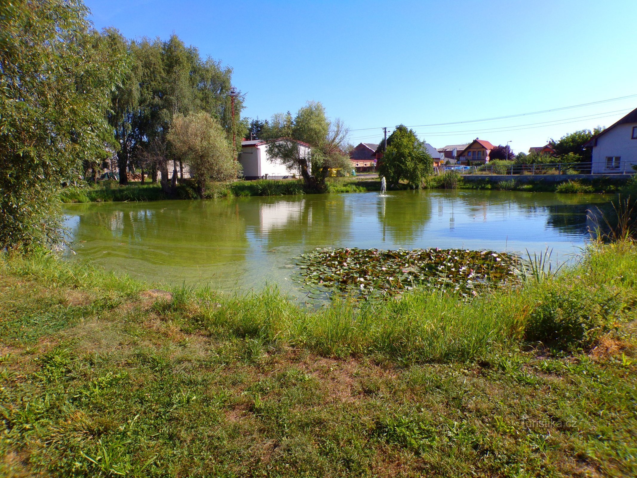 Municipal pond (Skalička, 4.8.2022/XNUMX/XNUMX)