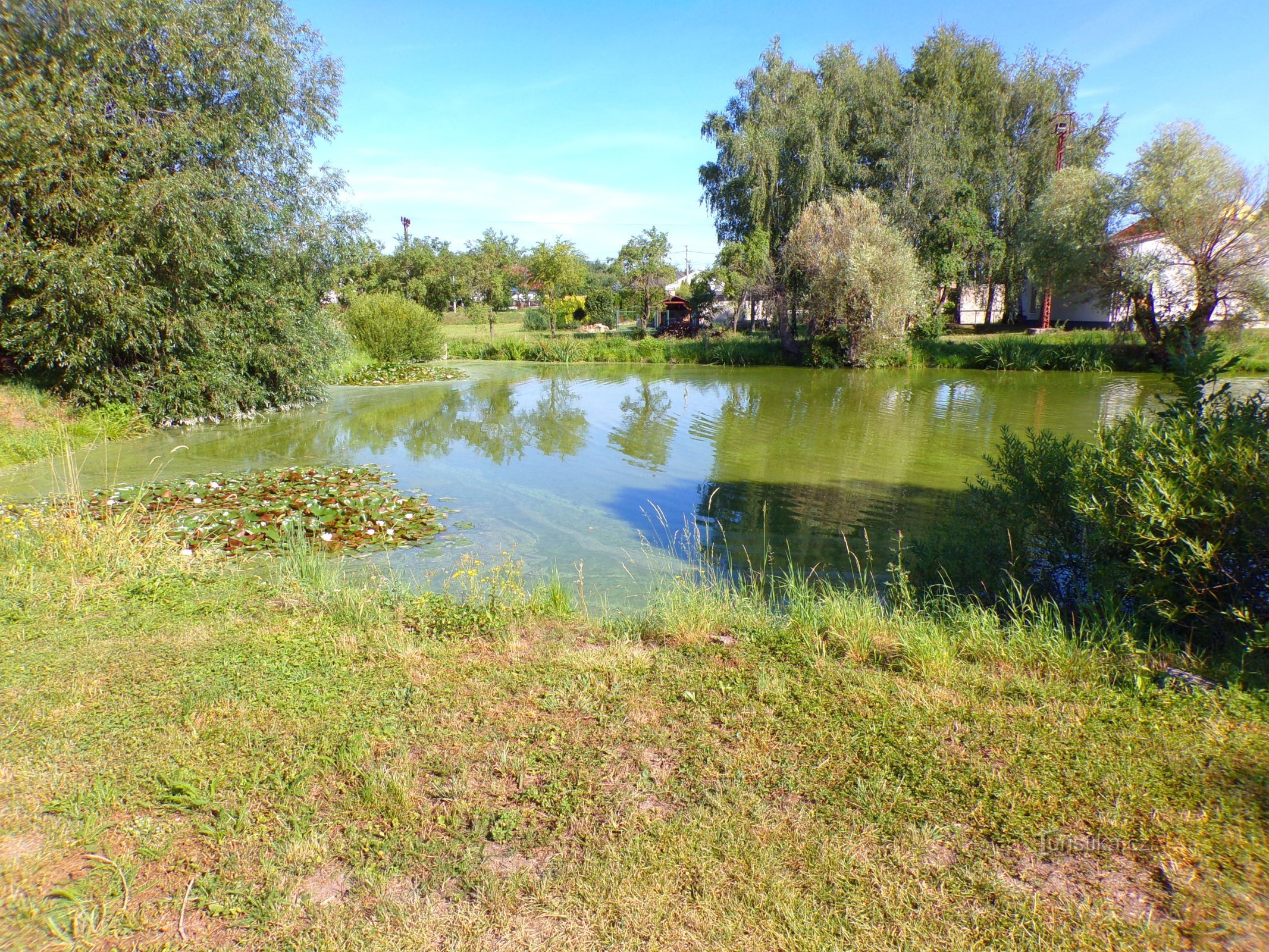Municipal pond (Skalička, 4.8.2022/XNUMX/XNUMX)