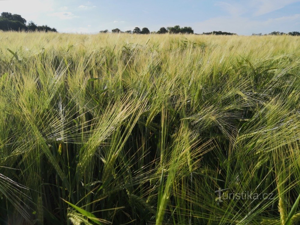 Campi di grano