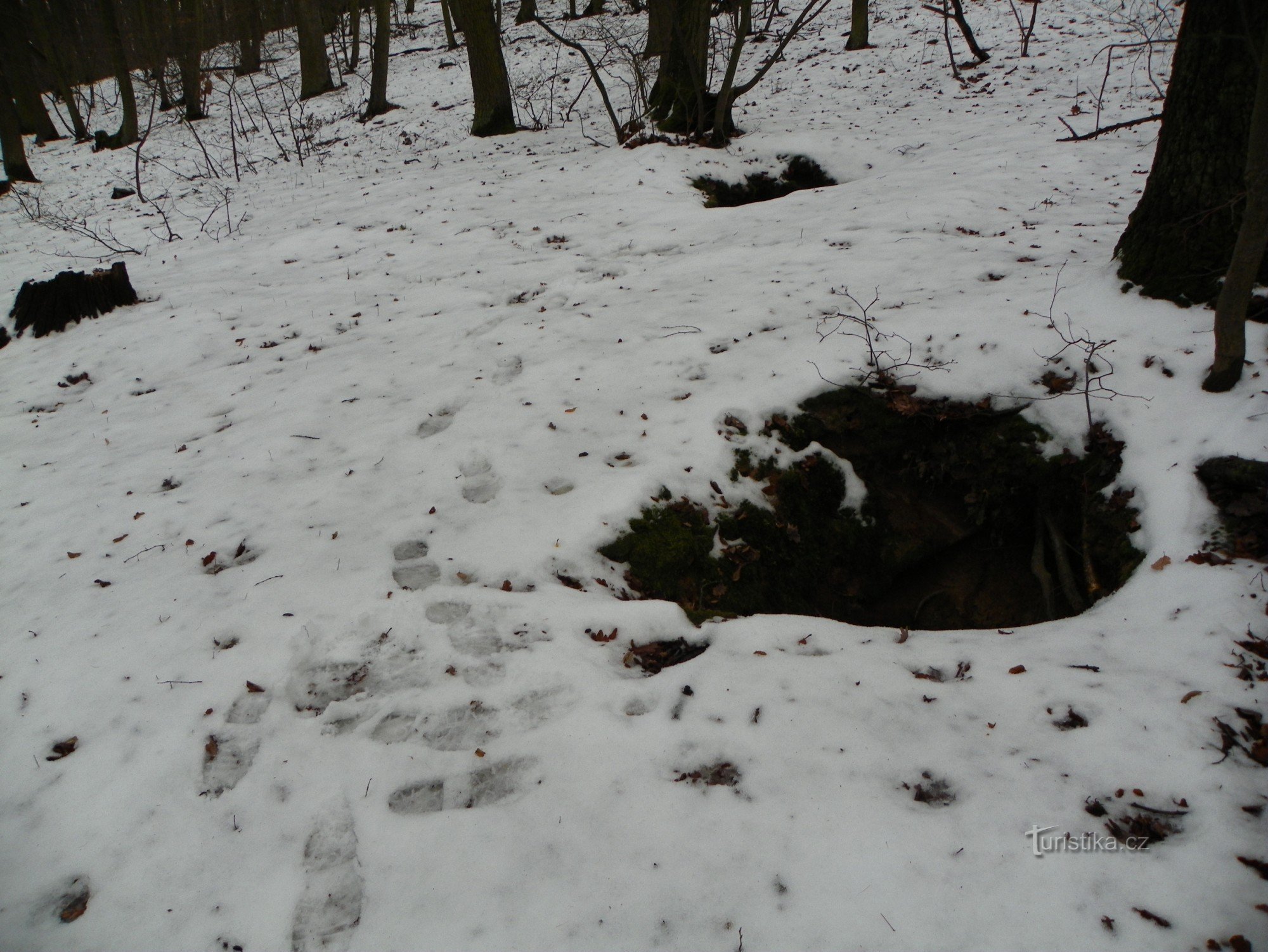 Granen zijn moeilijk te vinden in het bos