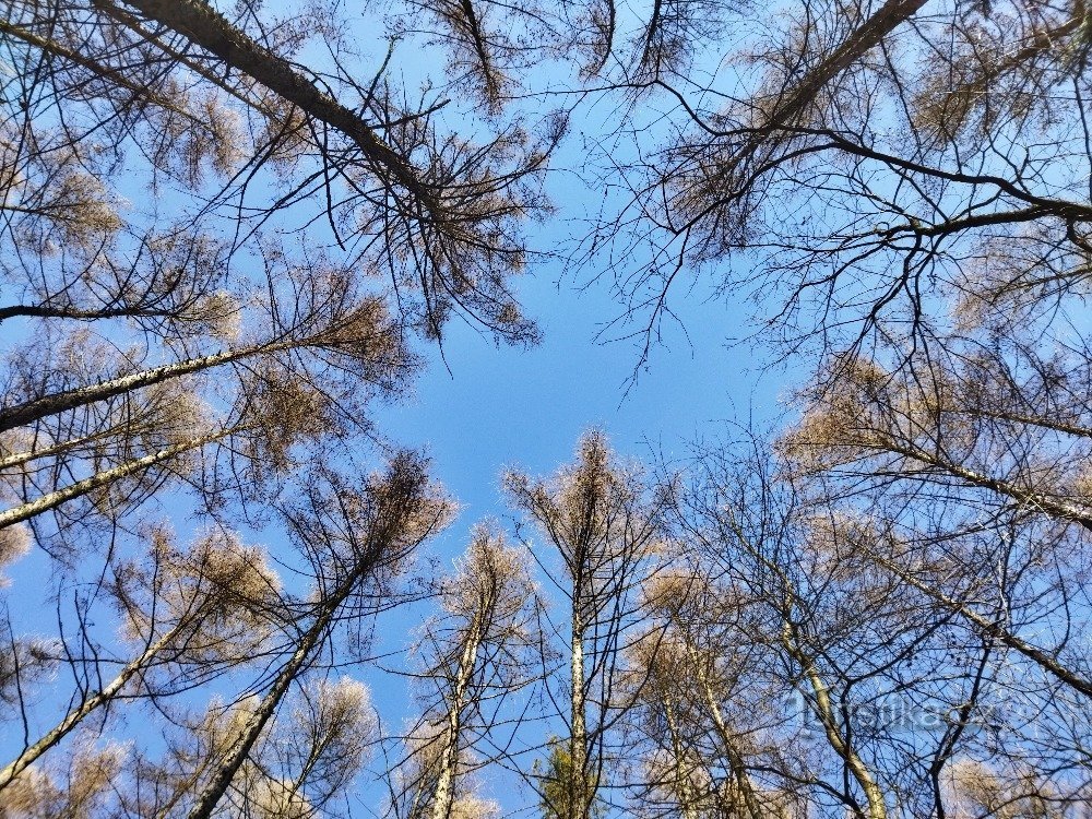 favoriete uitzicht in de boomtoppen