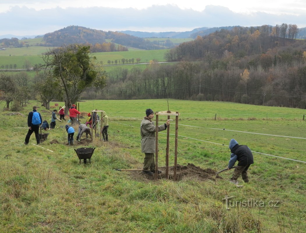 Obnova stromořadí na Hradisku, výsadba v krásné valašské přírodě (c) ČSOP