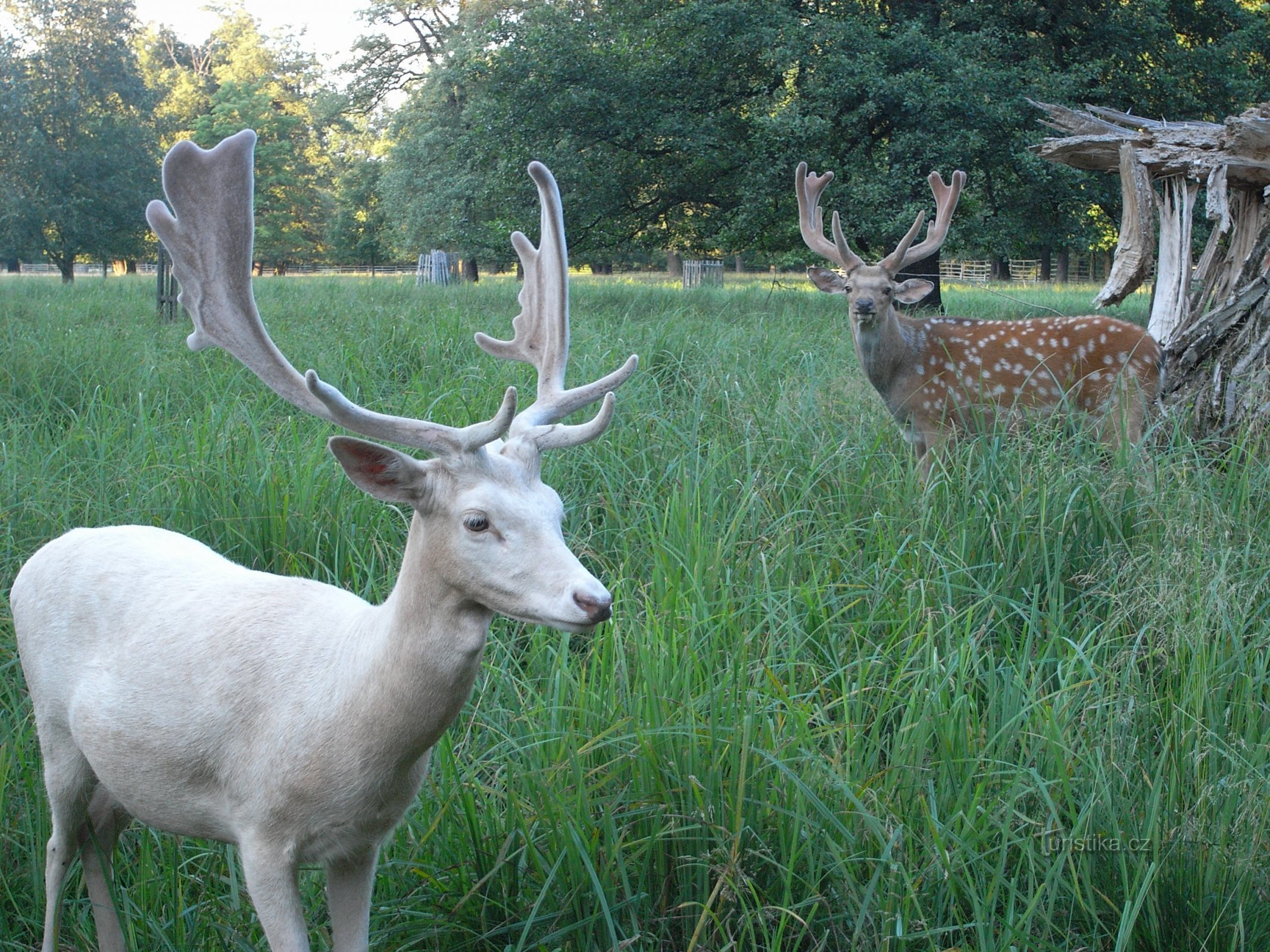 Častolovice naturreservat