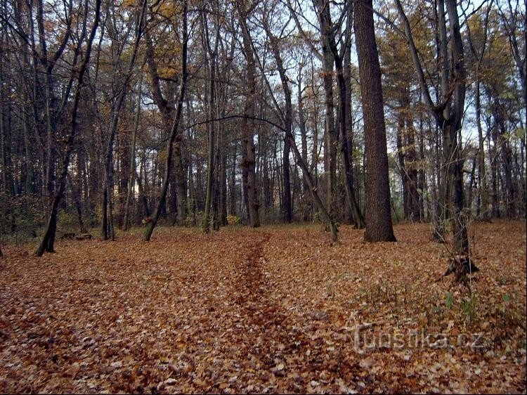 Reserva natural en otoño