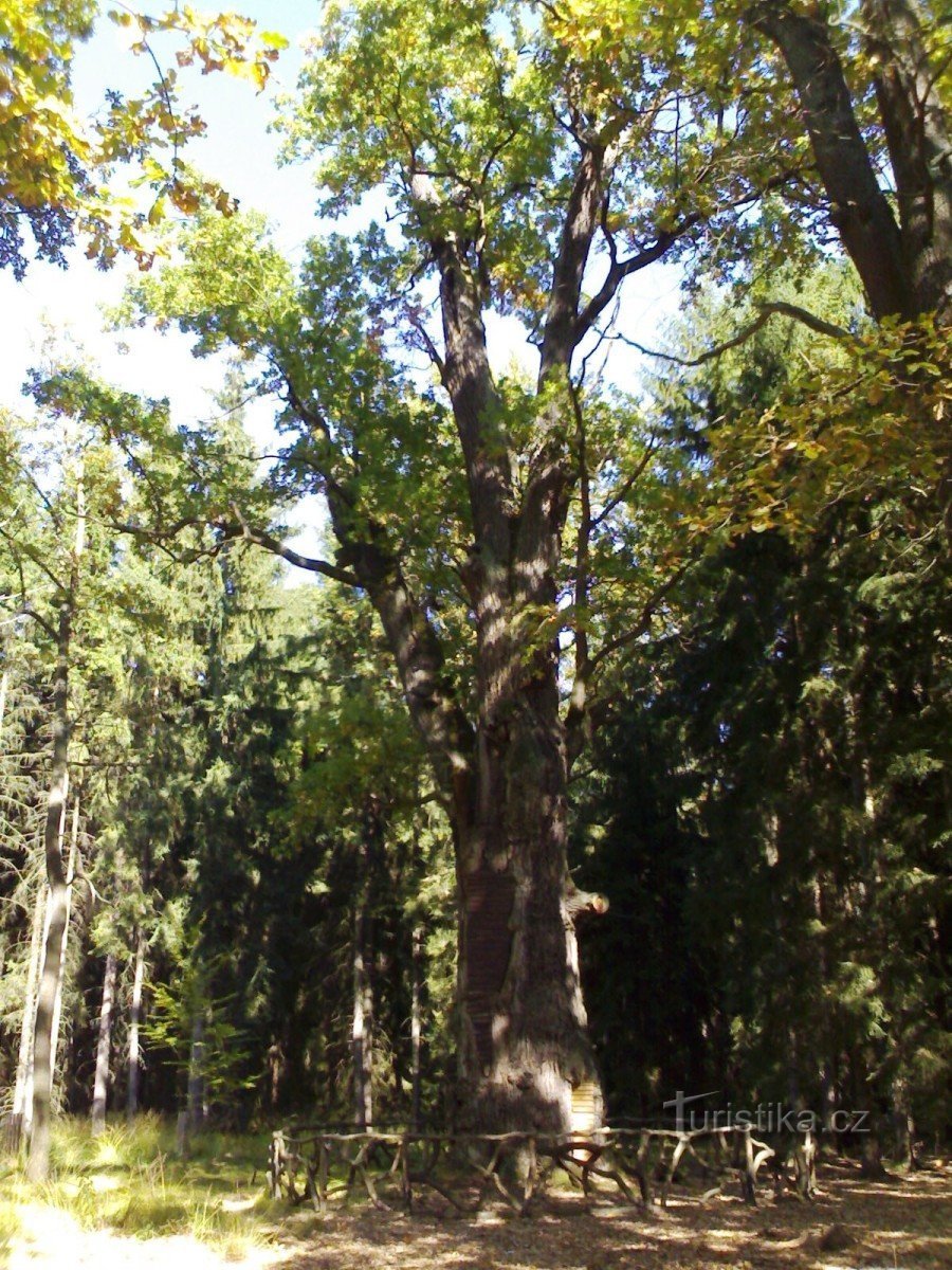 Naturreservat - U Houkvice, gammel eg