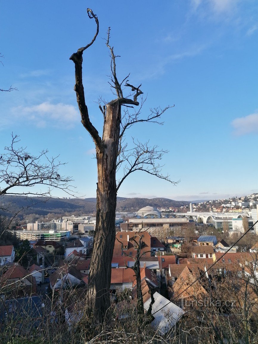 Slike iz Brna – Funkcionalizam VIII – Izložbeni centar u Brnu