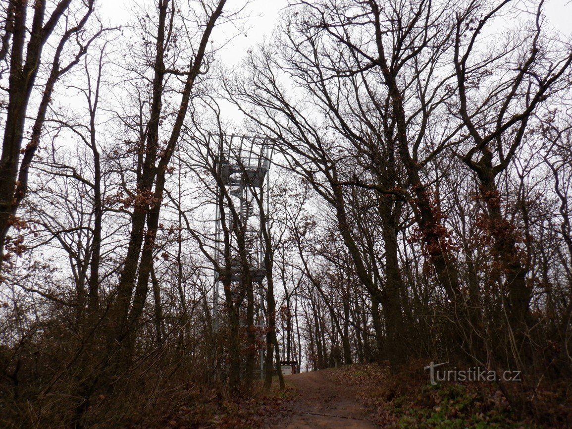 Pictures from Brno - lookout points IX - Ostrá Horka - Tree