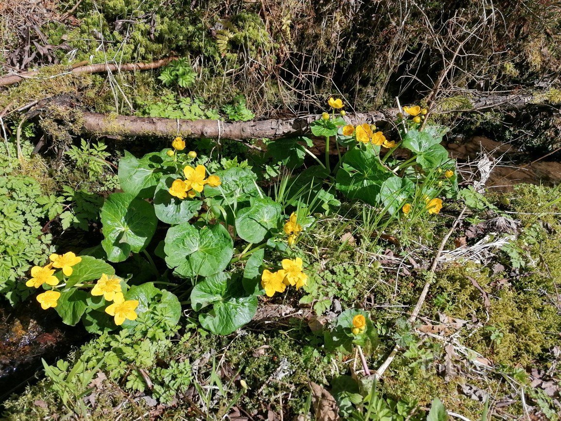 Billeder fra Šumava - Vchynicko-Tetovsk kanal