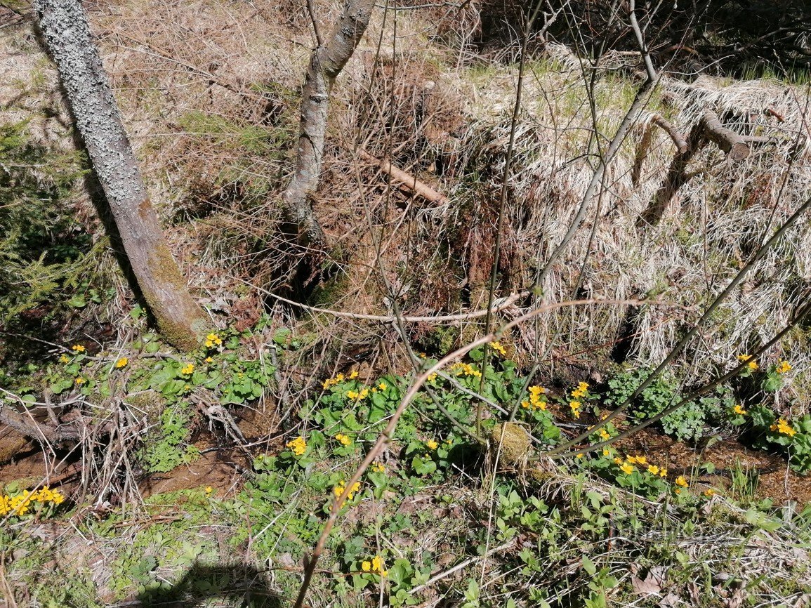 Bilder vom Böhmerwald - Kanal Vchynicko-Tetovsk