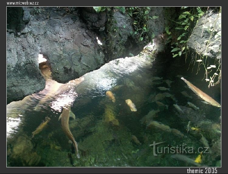 Acvariu gigant de pe pod: Fotografie cu acvariul gigant din Hradec Králové