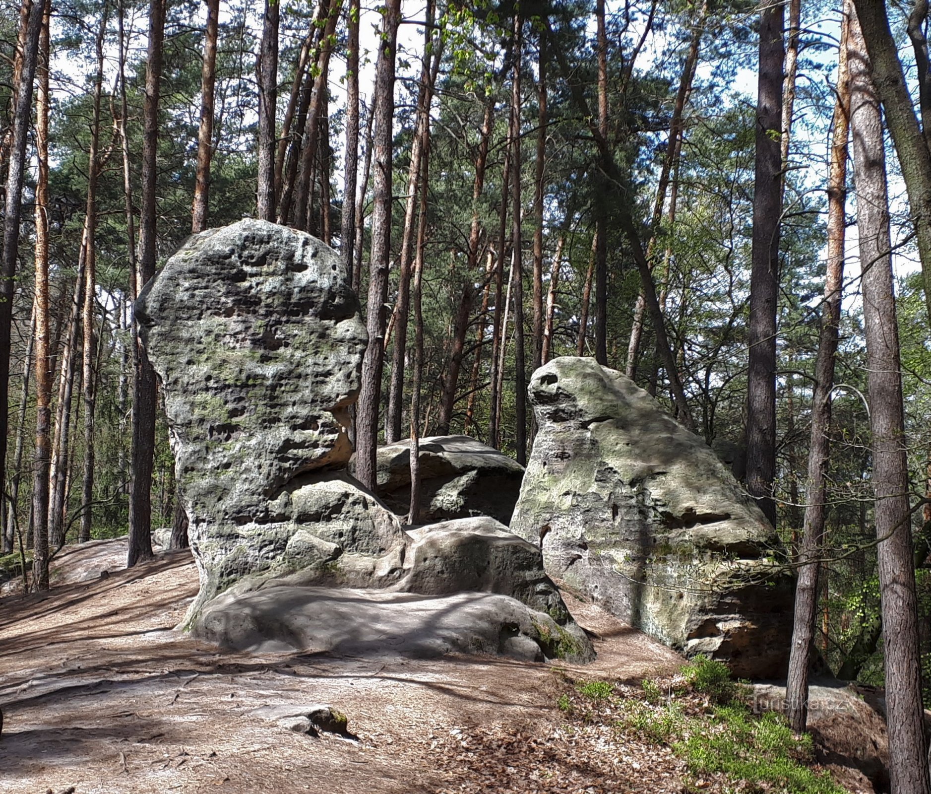 Jättiläinen pää ja sammakko