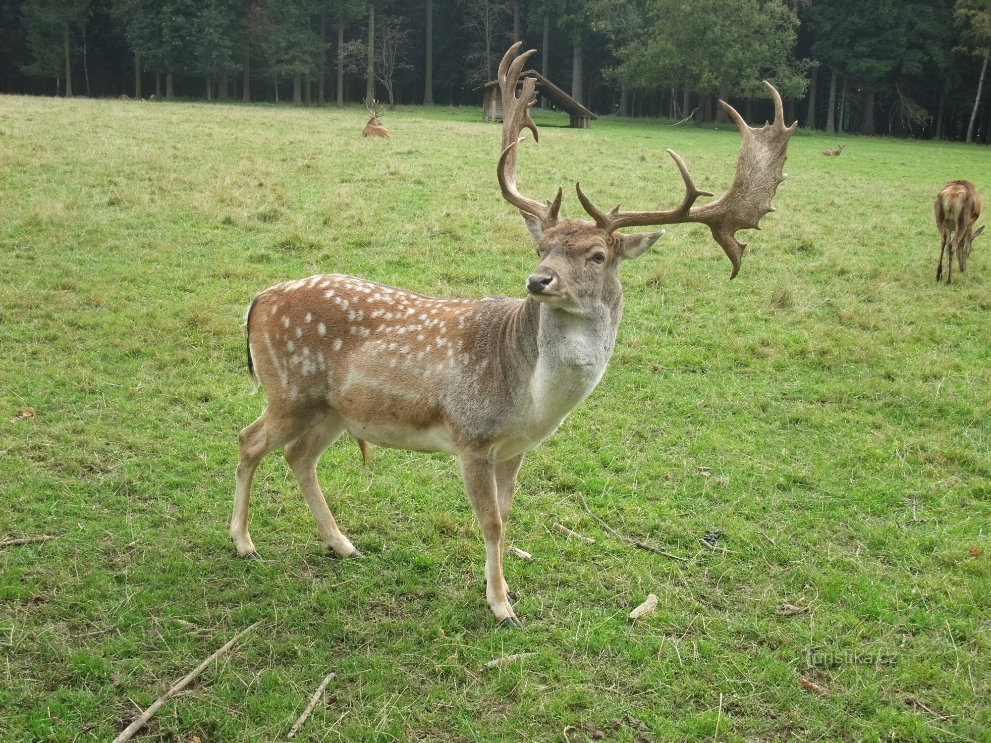 フヴォズド