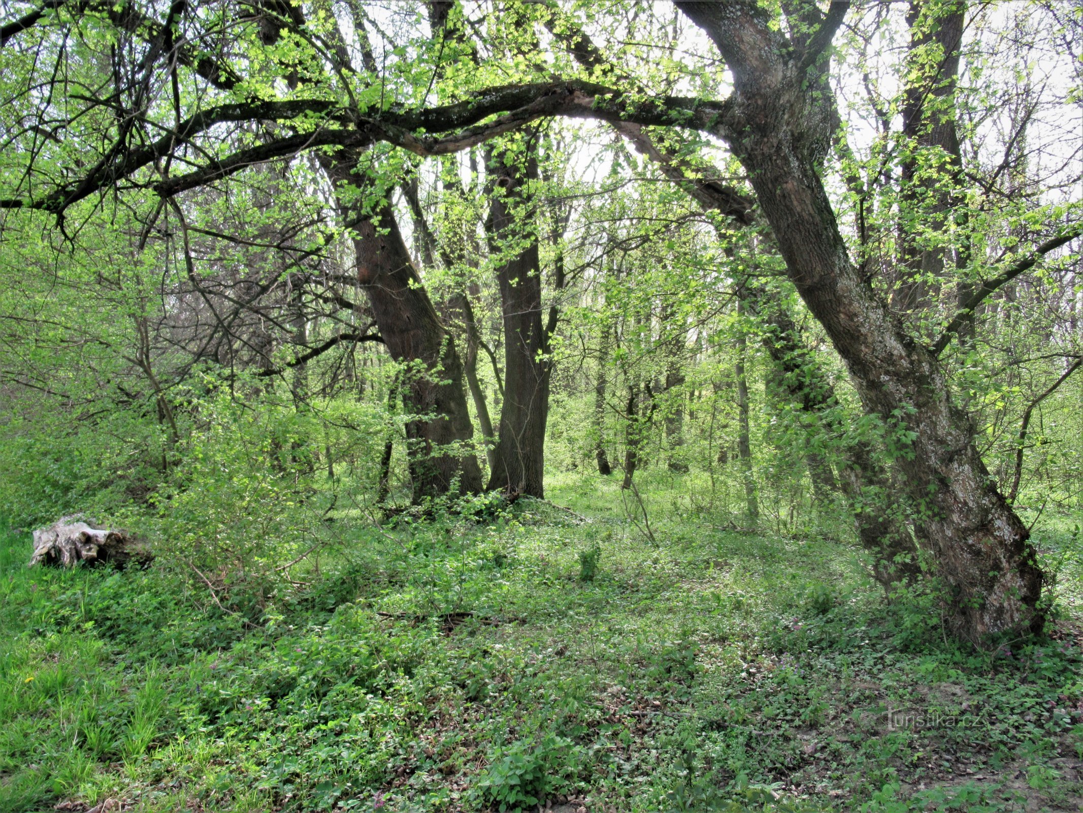 Očovský forest