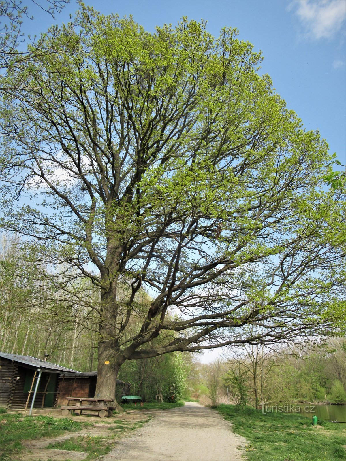 foresta di Očovský