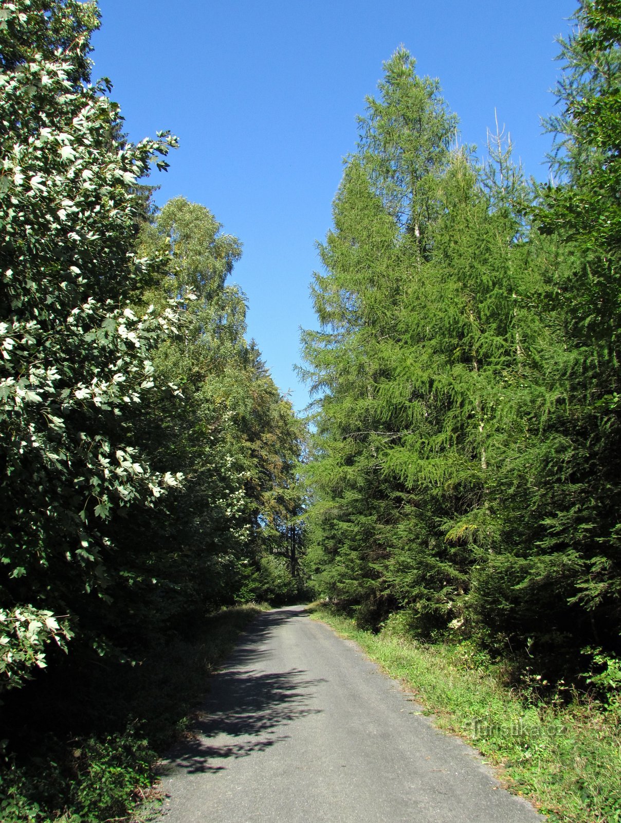 du bosquet sous Spletený vrch