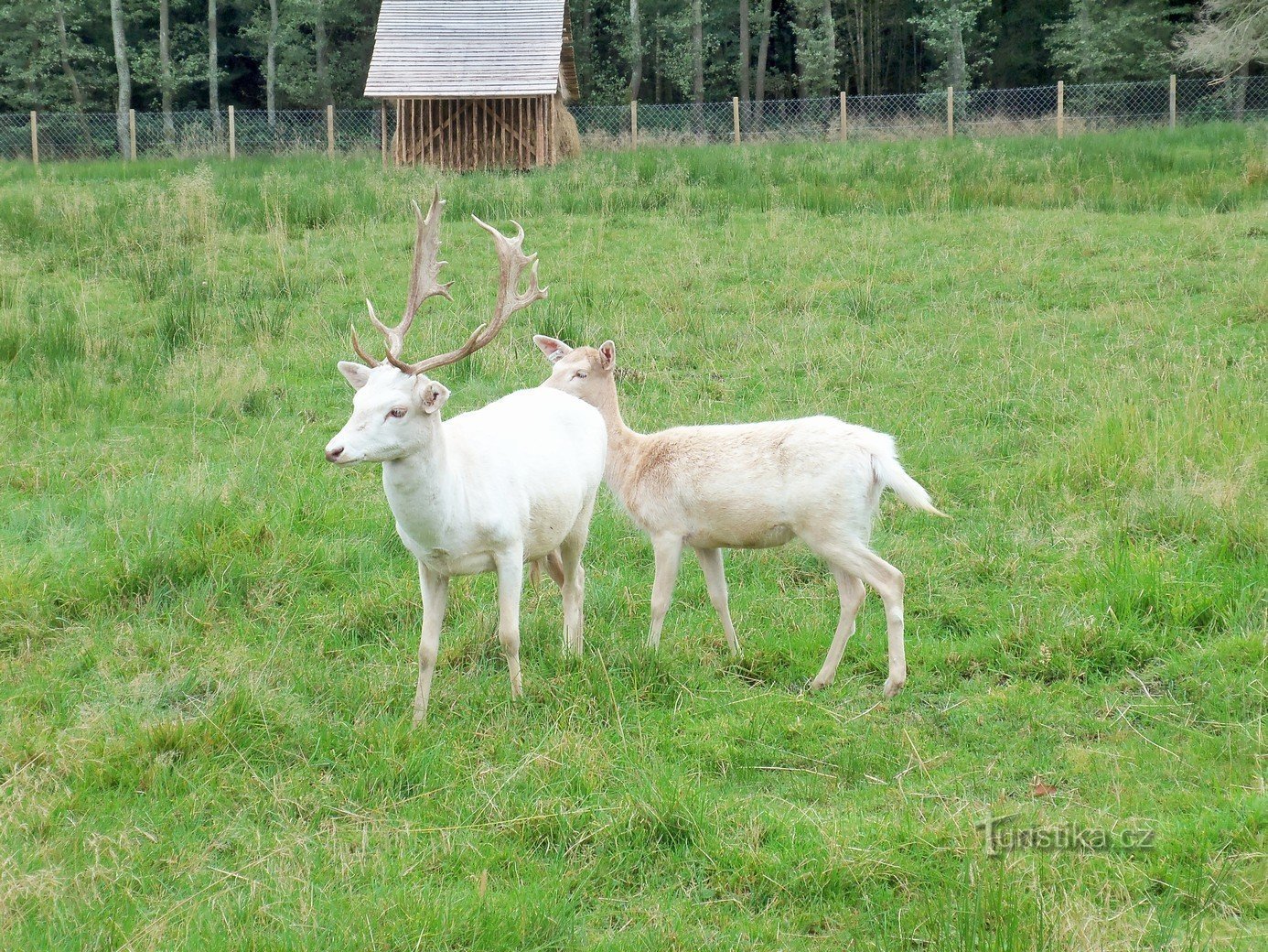 Depuis le parking, on passe devant l'enclos des cerfs blancs