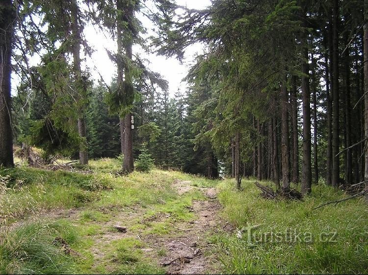 From Pásm Orlík to the signpost, then to Lysý vrch