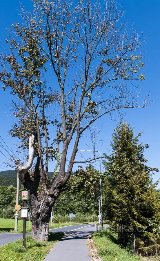 Ne izgleda baš dobro