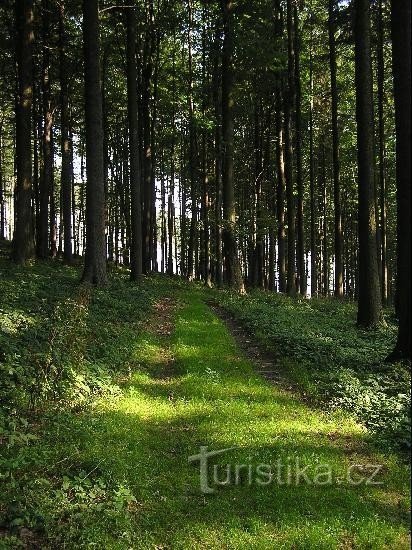 Vom Wegweiser nach Jehlicná