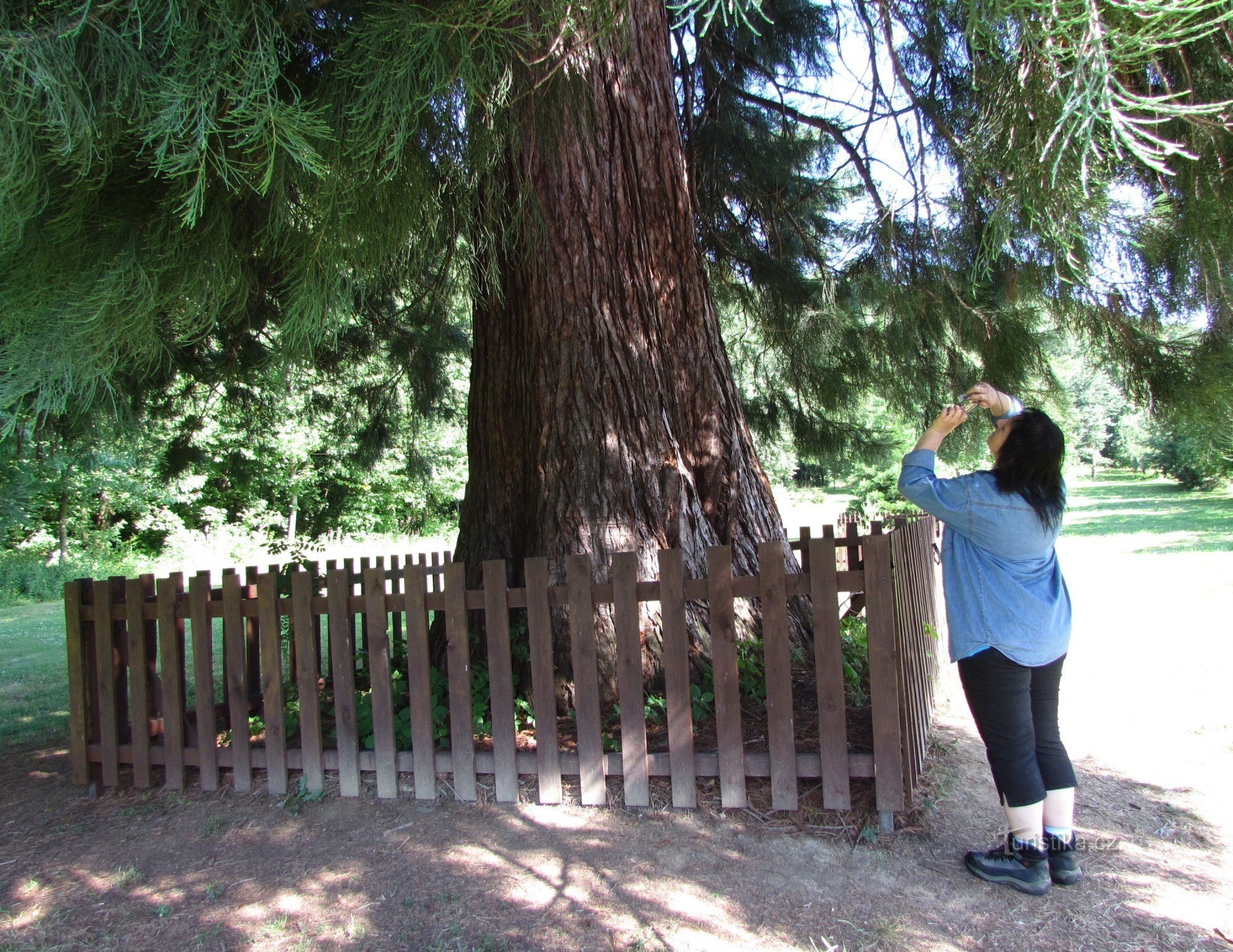 From tree to rock, from castle to castle park