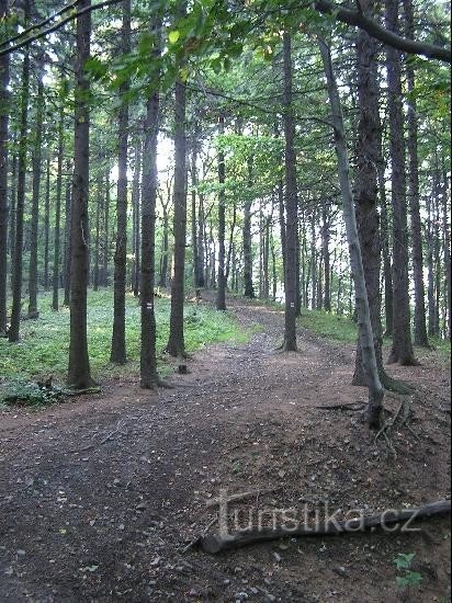 Från Trojačka roz. till Trojačka åsen