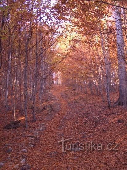 de l'entrée de la réserve sur le chemin non balisé vers Babí hora