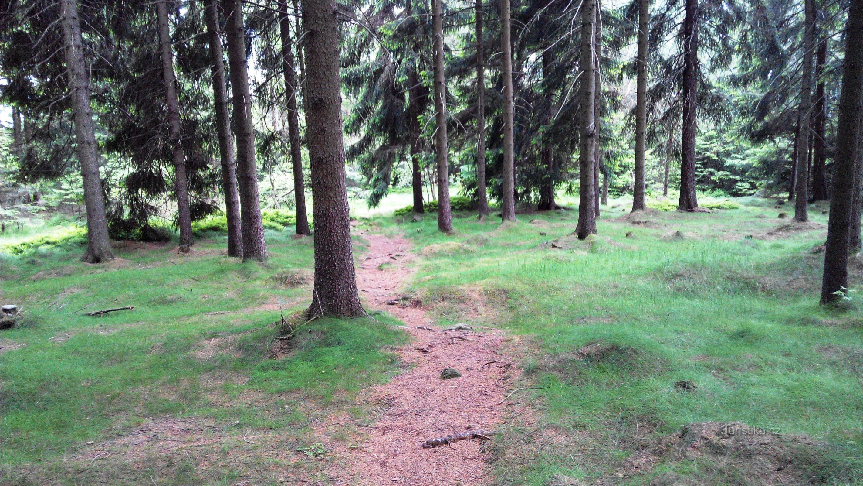 turn to the forest path