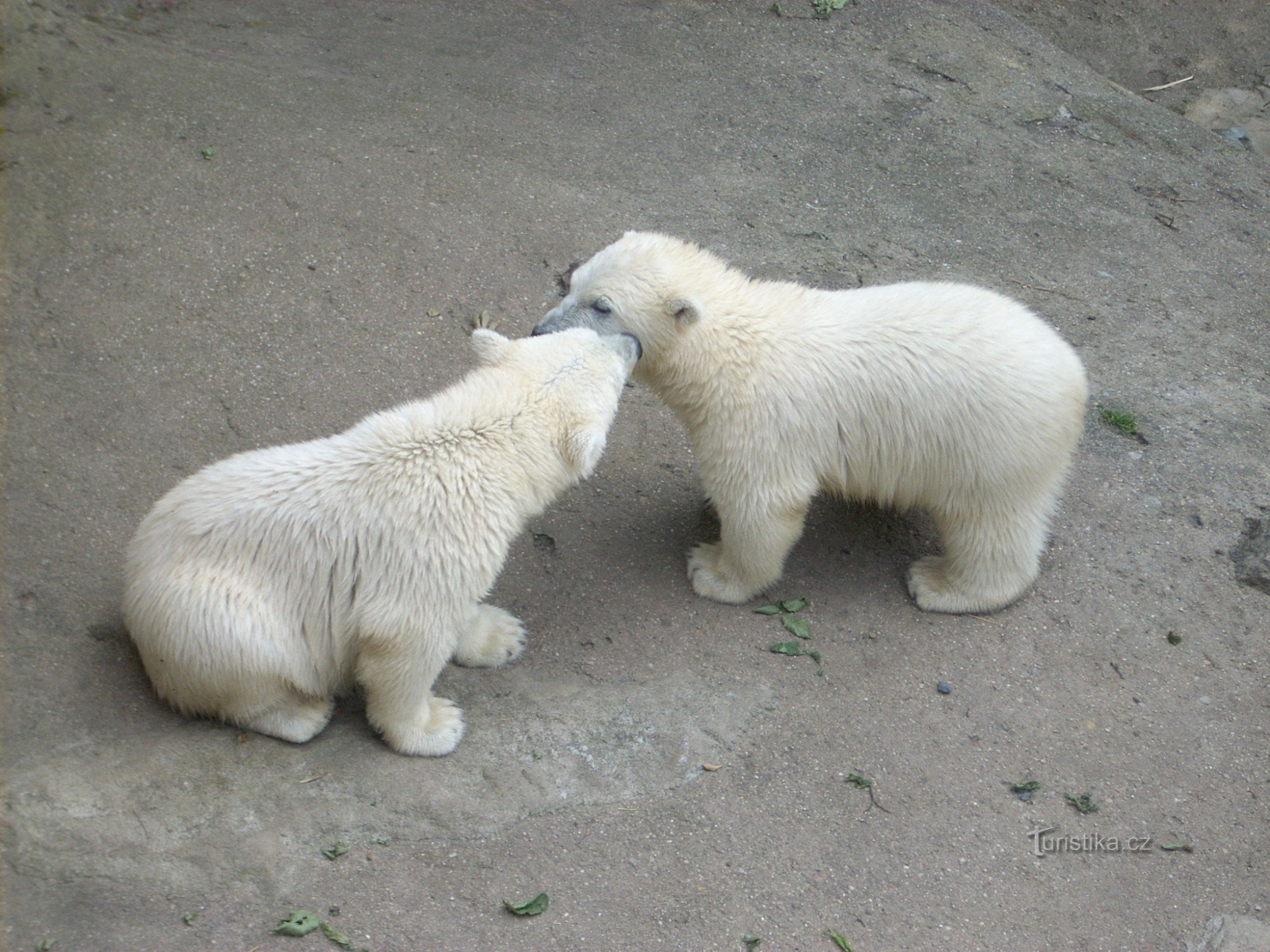 飼育されていないカブス - 現在動物園にはありません - それぞれが世界の異なる動物園に行きました