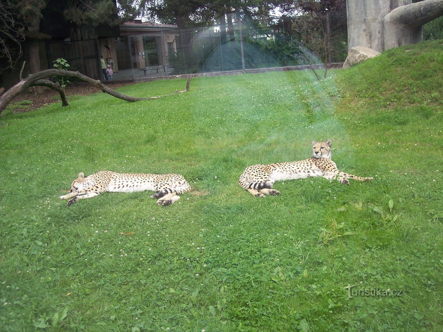 resting cats