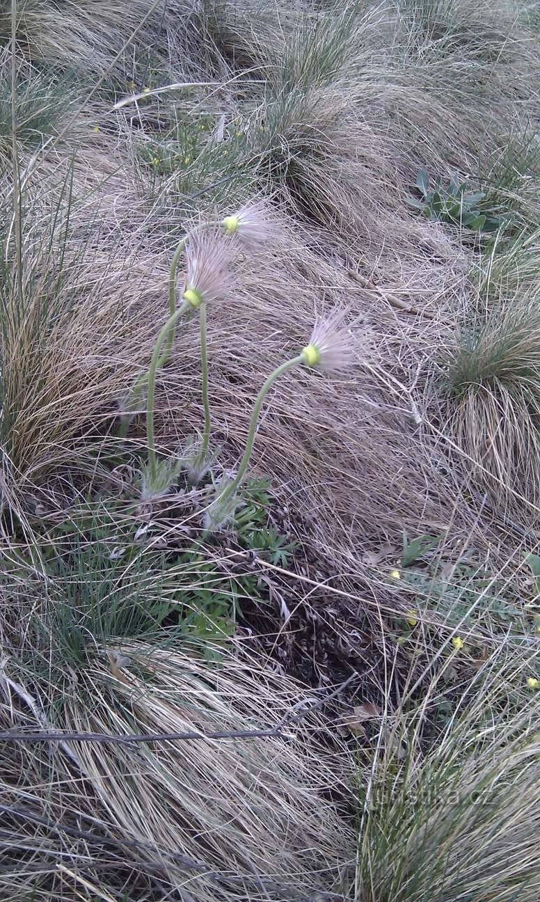 Storblommig coneflower från blomning - Velatica konglomerat sluttning