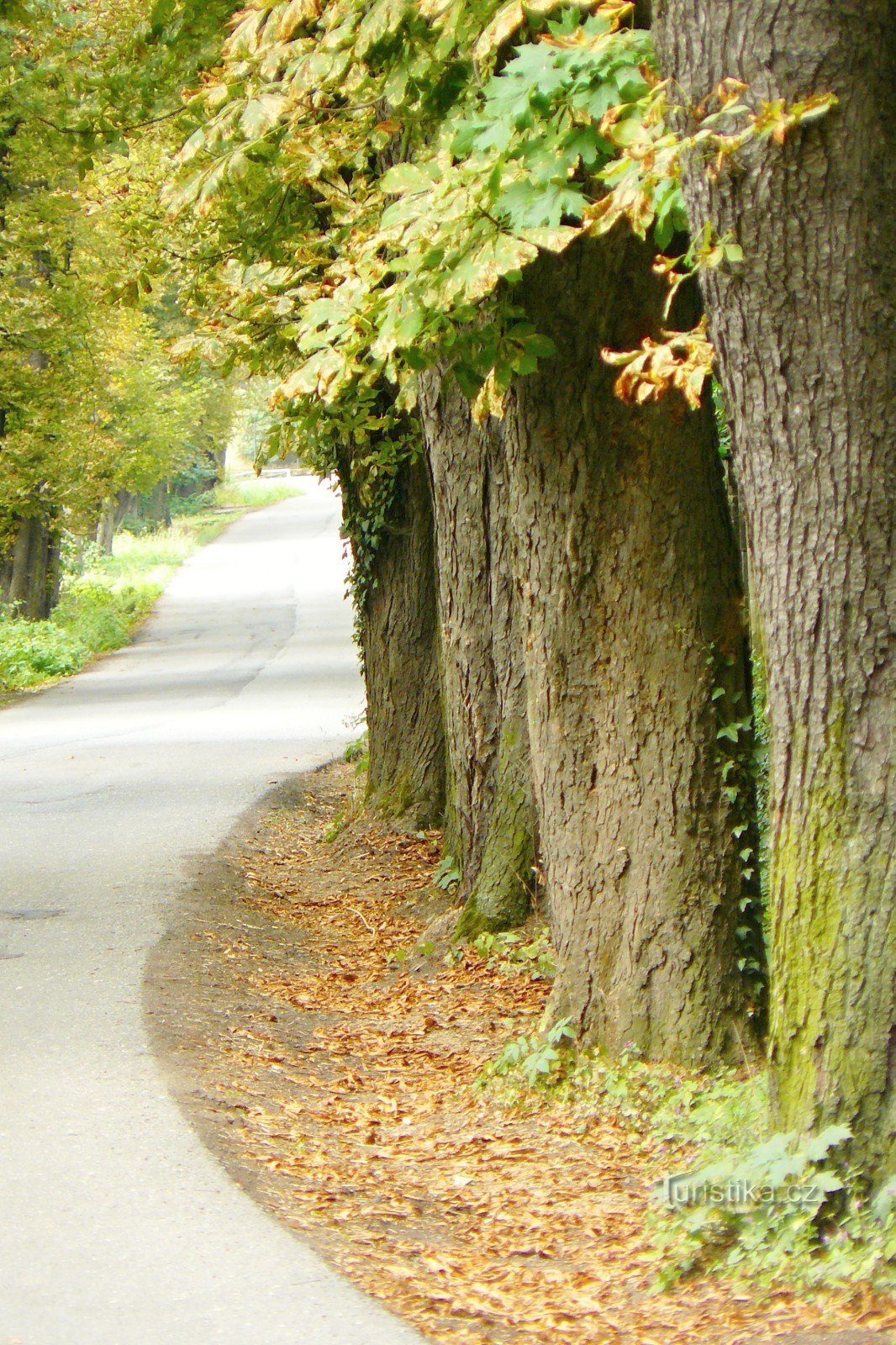 Rusten in de kastanjeboom Slatina