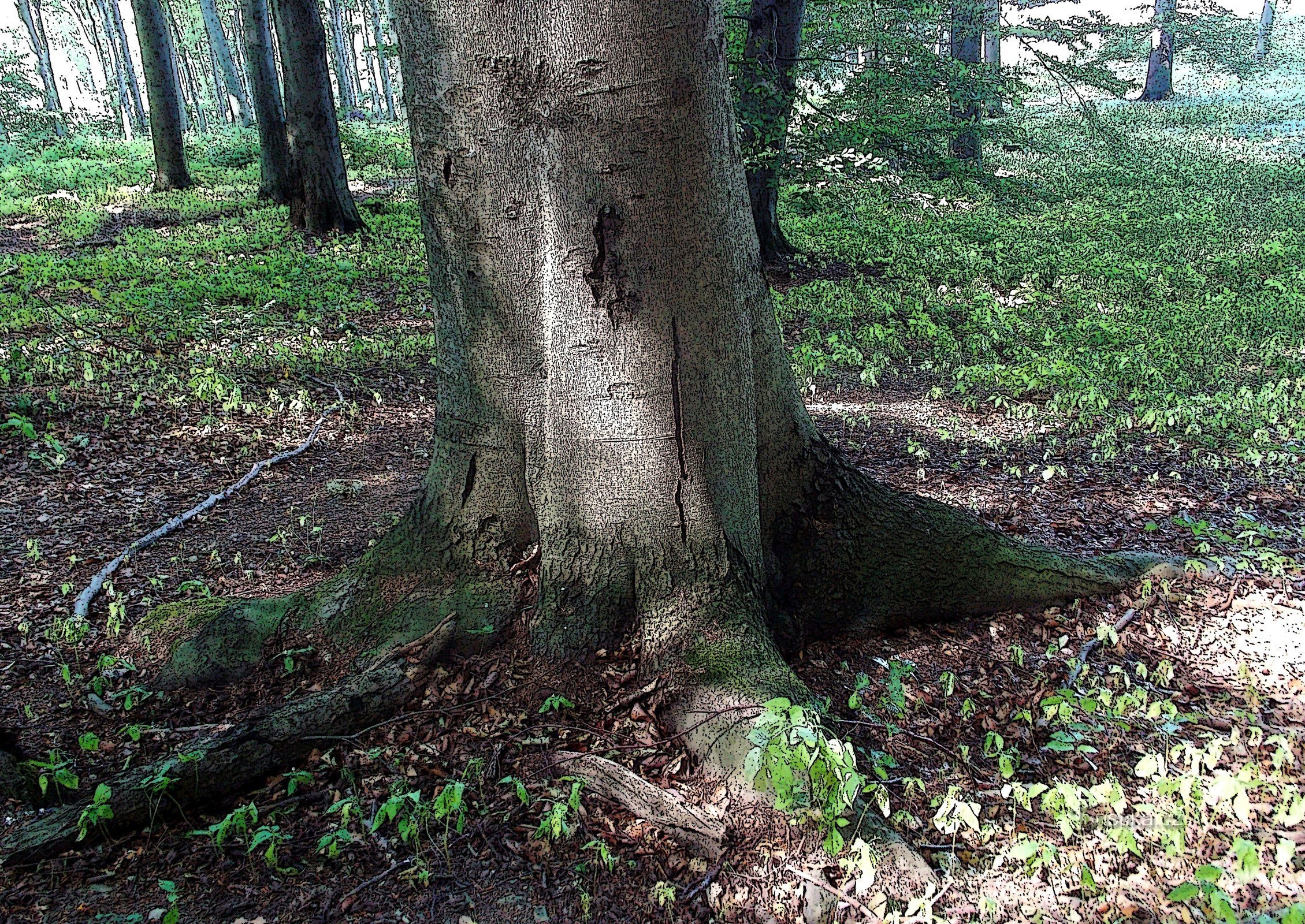 Pomeriggio passeggiata attraverso la foresta con vista su Zlín