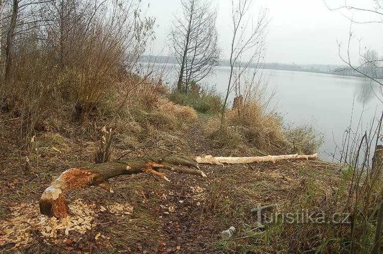 Hódok által rágcsált fa: Tovačov-tó II