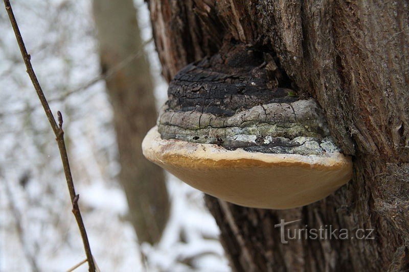 Licurici (Phellinus igniarius) în zona monumentului natural Tůně u Hajská