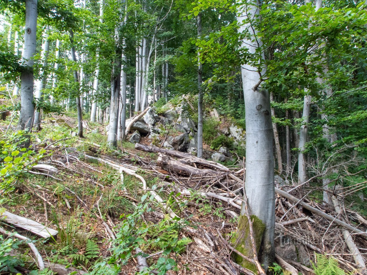 Die Umgebung ist voll von umgestürztem Holz