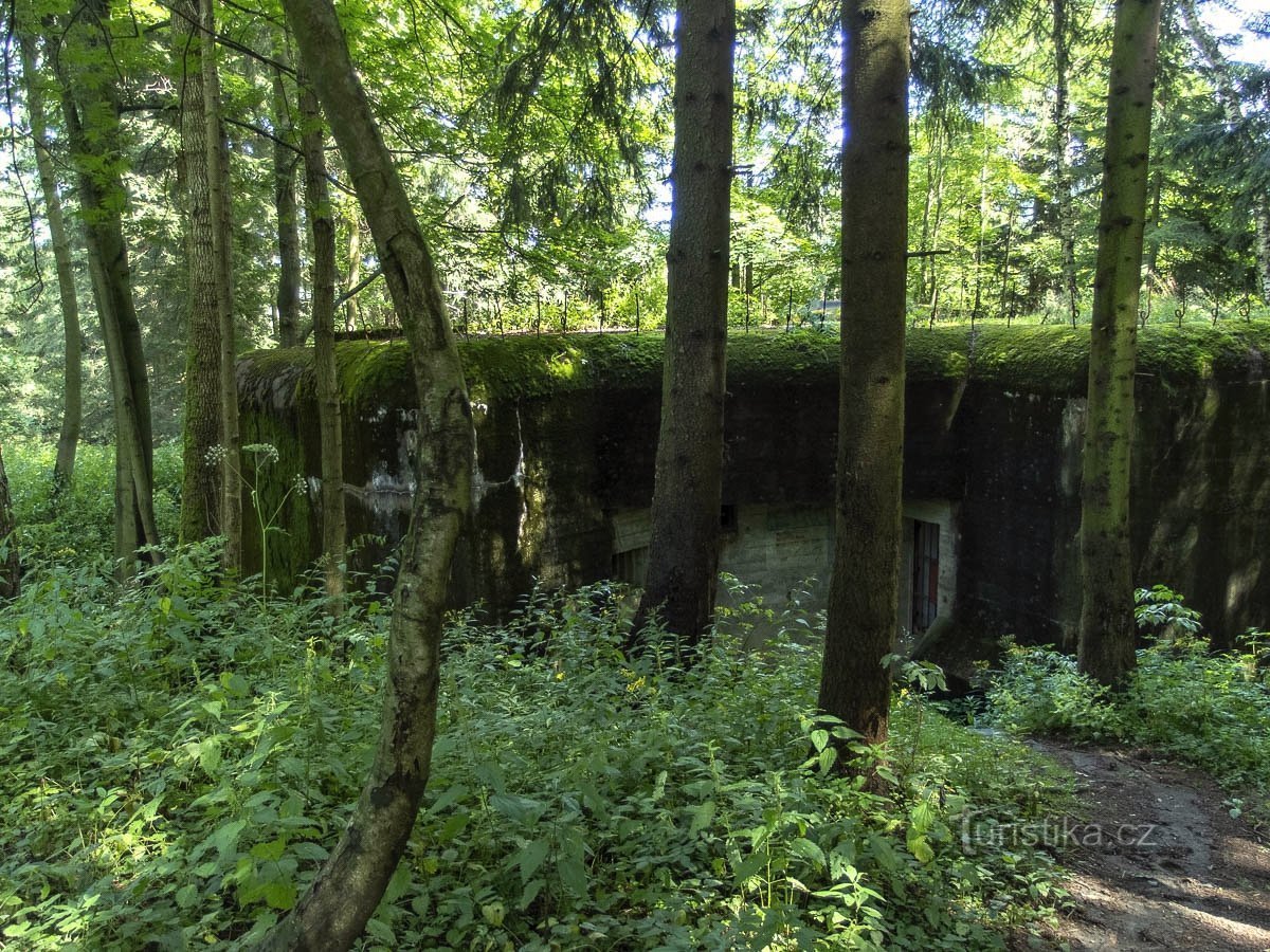 Okolica jest zarośnięta