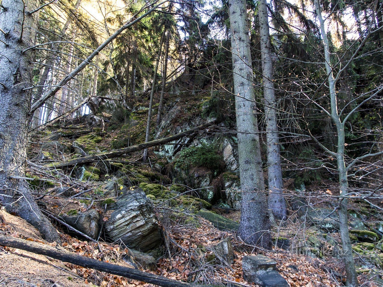 Das Gebiet um den Felsen ist stark bewachsen