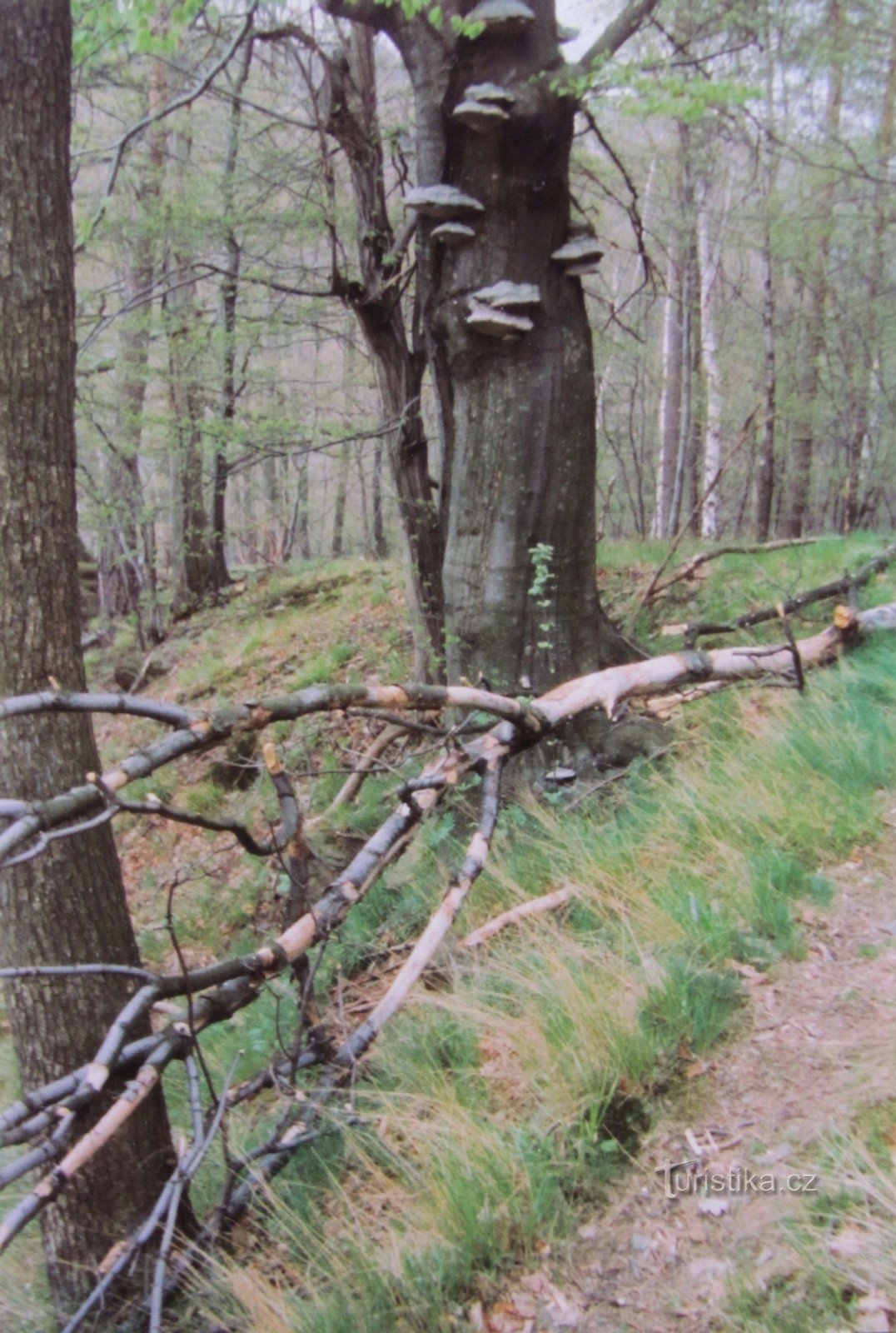 alrededor del castillo de los Sudetes