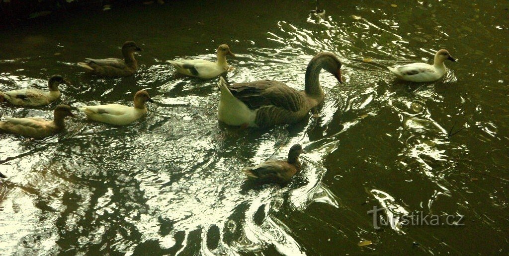 Ao redor do Lago Selvagem no Jardim Podzámecká em Kroměříž