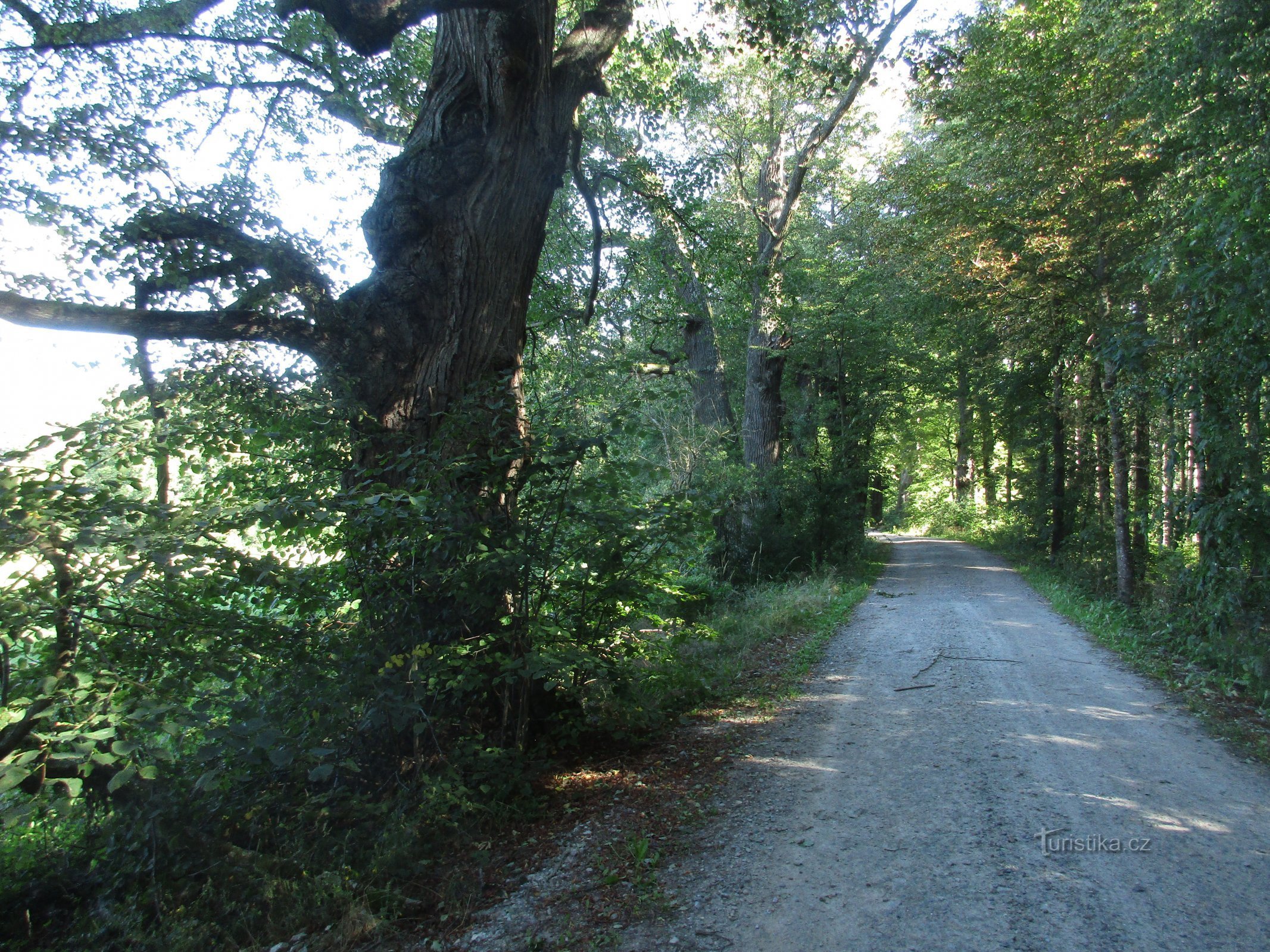 the edge of the Branský doubí