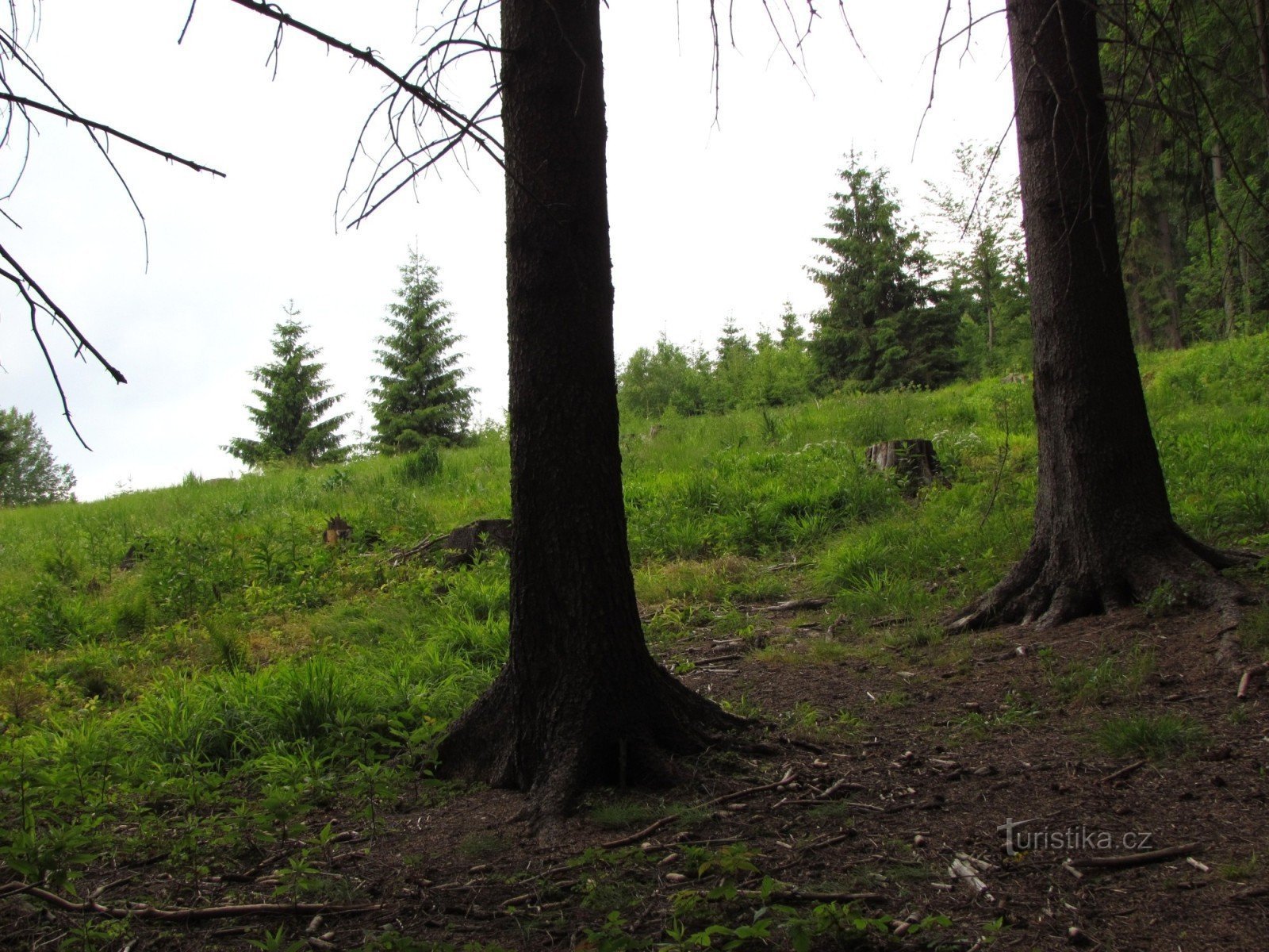 la lisière de la forêt devant la clairière