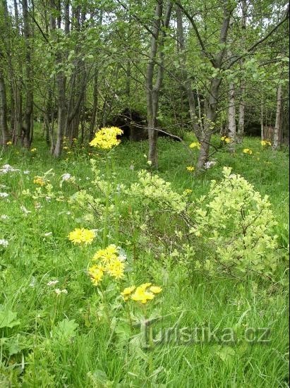 край Трчковської луки