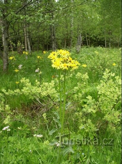 Trčkovská 牧草地の端と老人