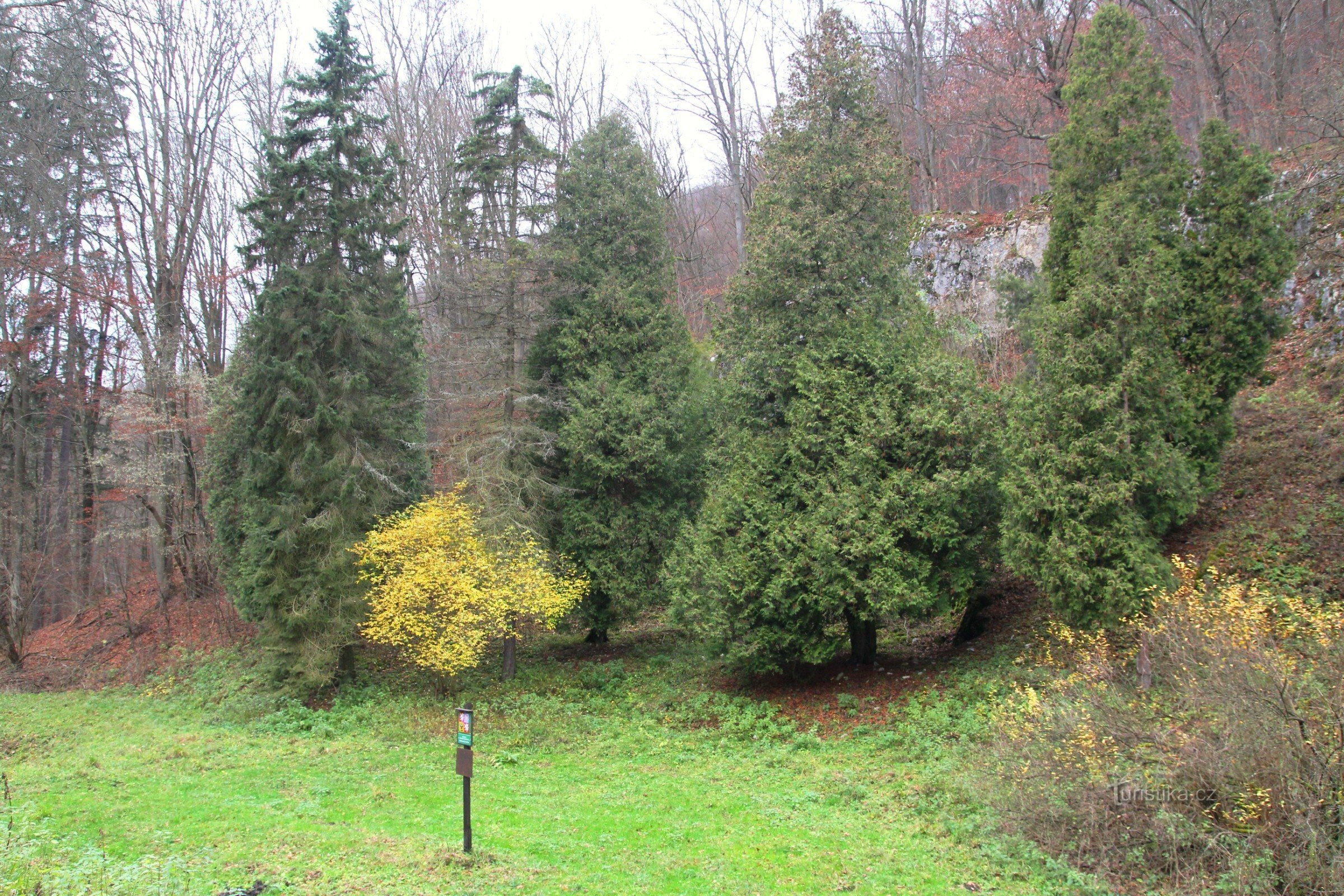 チェスカ記念碑の下のパドゥッチ渓谷のふもとにある観賞用の木