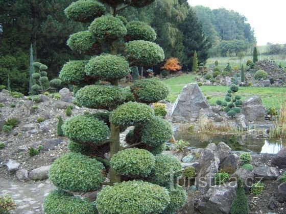 Okrasna hortikultura in mini arboretum v Staříču