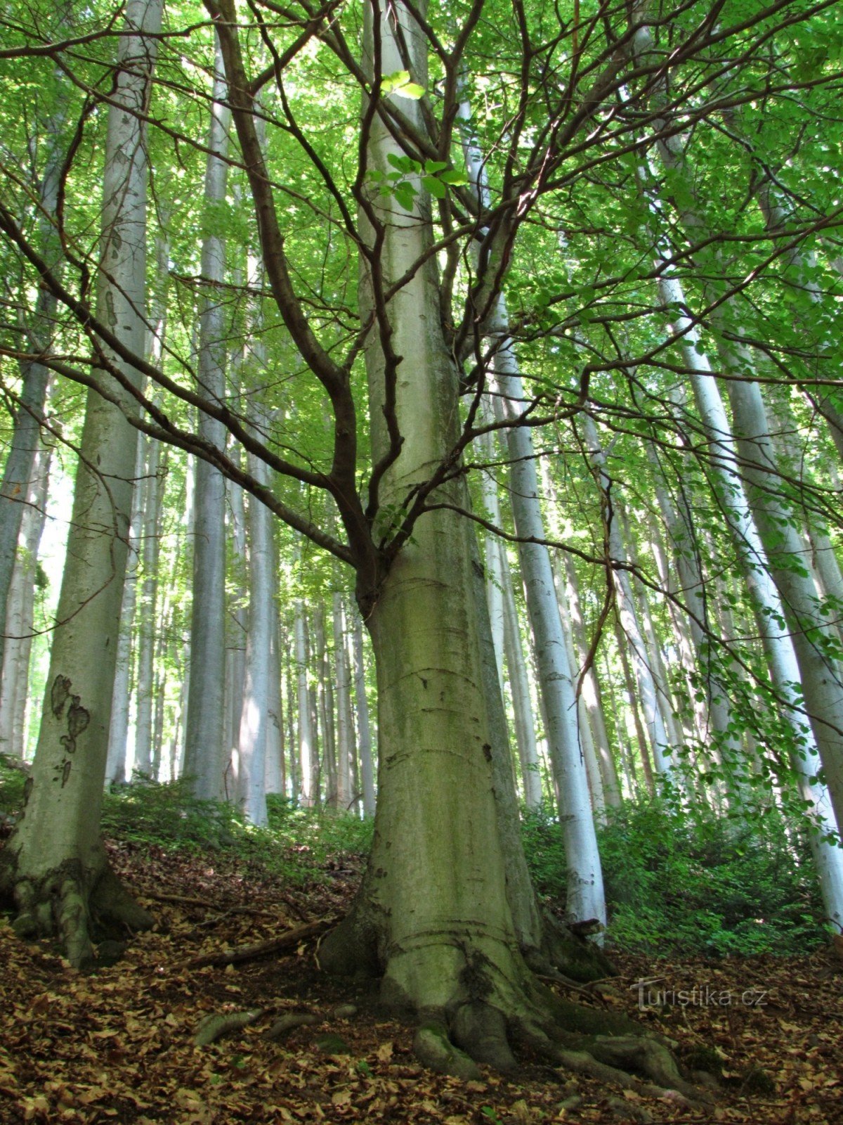 クレノフ山の最も美しい場所のサーキット