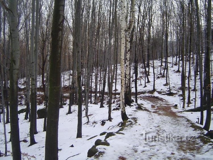 Bosques de Oldřichovske