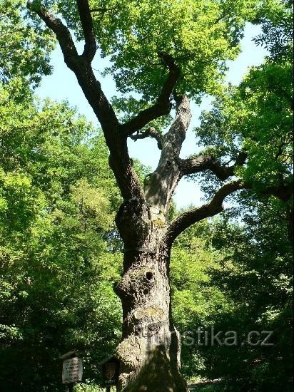 Roble de Oldrich