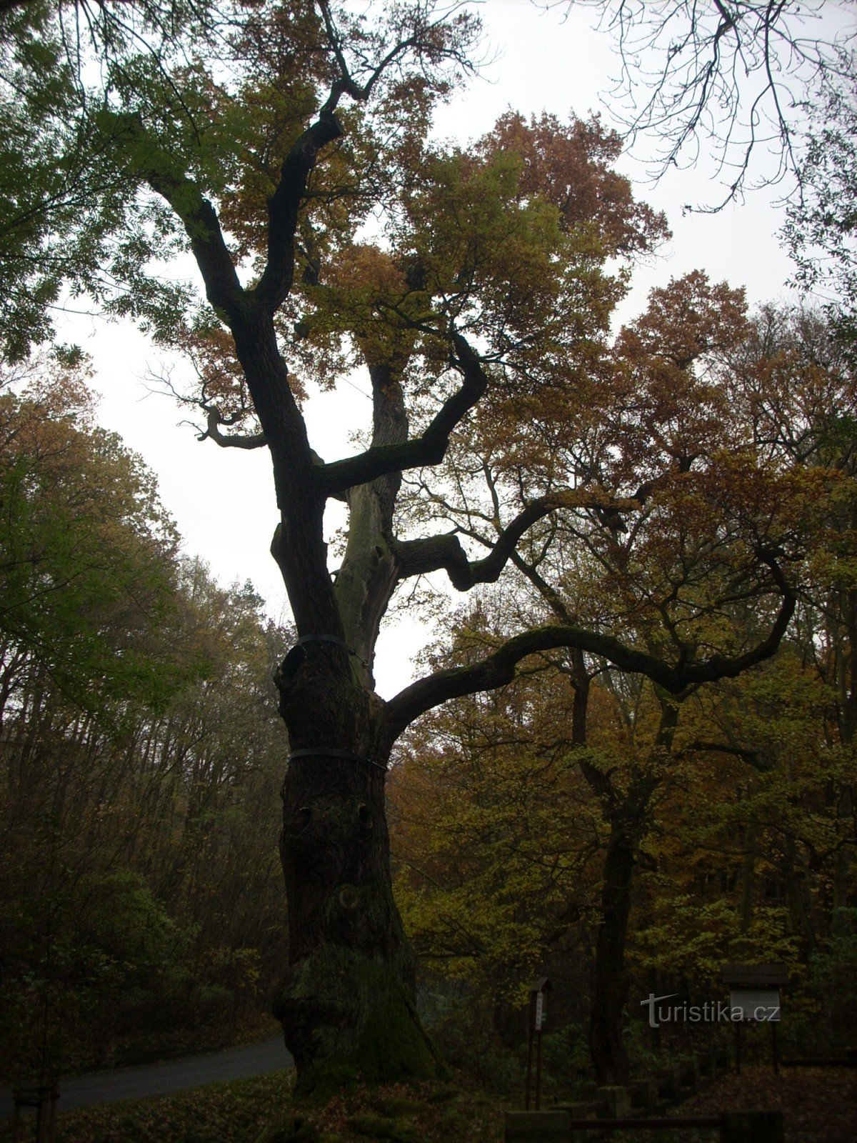 Oldřichov hrast